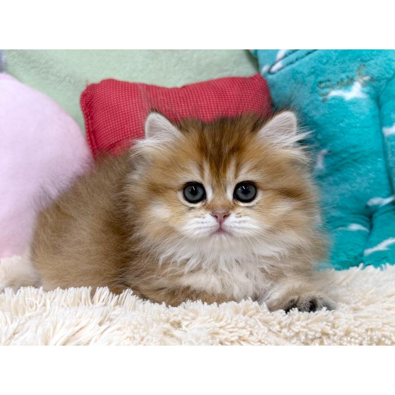 成約済の大阪府のブリティッシュショートヘア-124621の5枚目